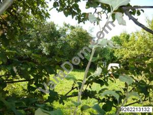 ������� ��� ����������